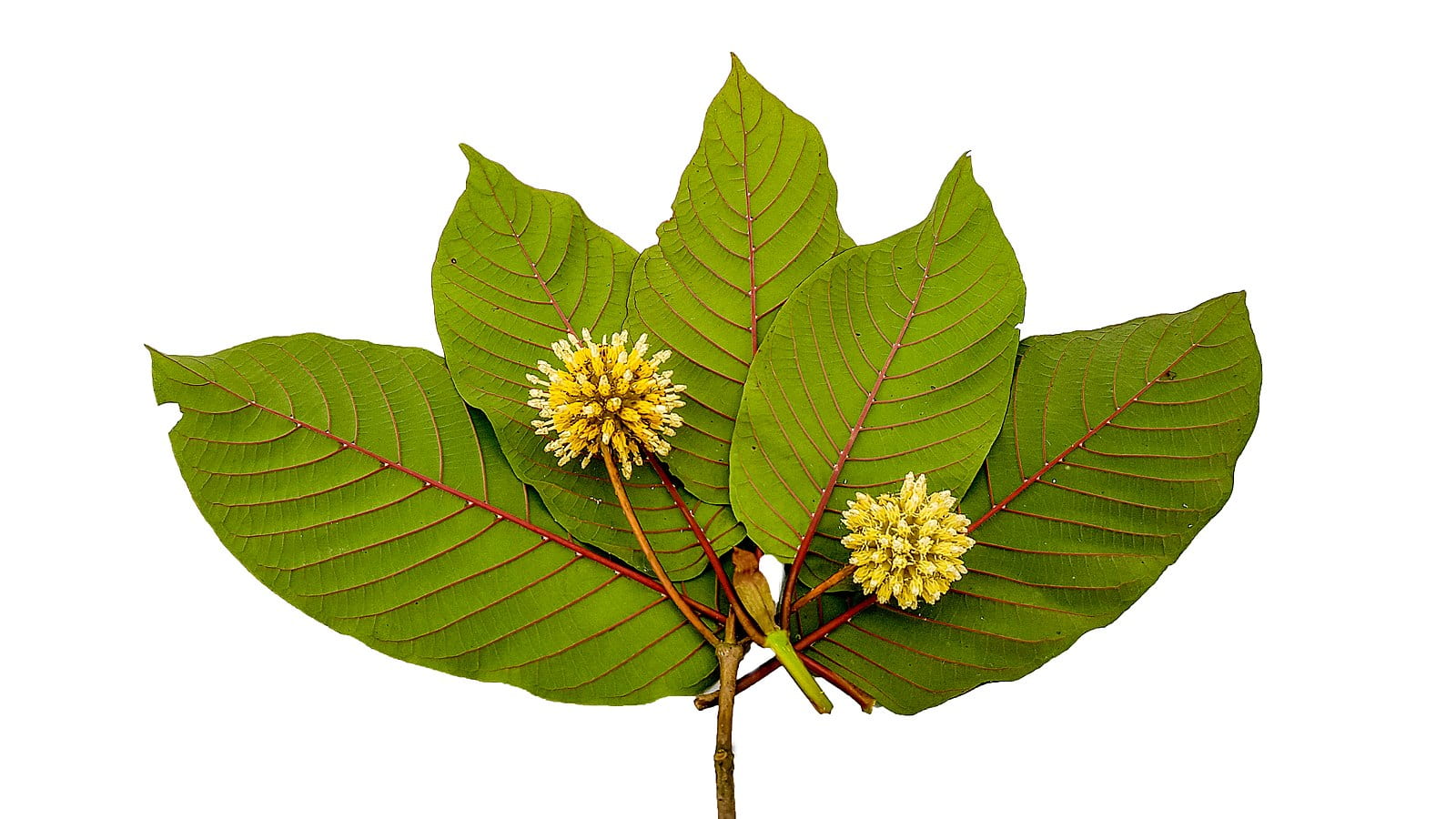 Fresh Kratom Leaf Tea Thailand – Straight from Local Farms