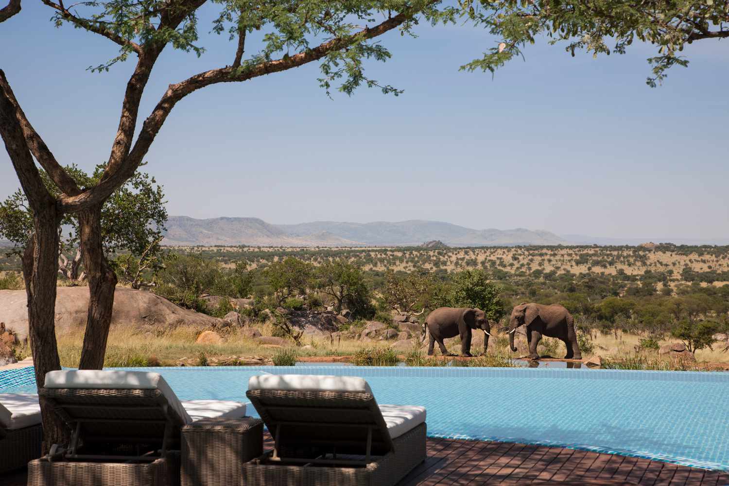 South African Safari Experiences Featuring Big Five Encounters