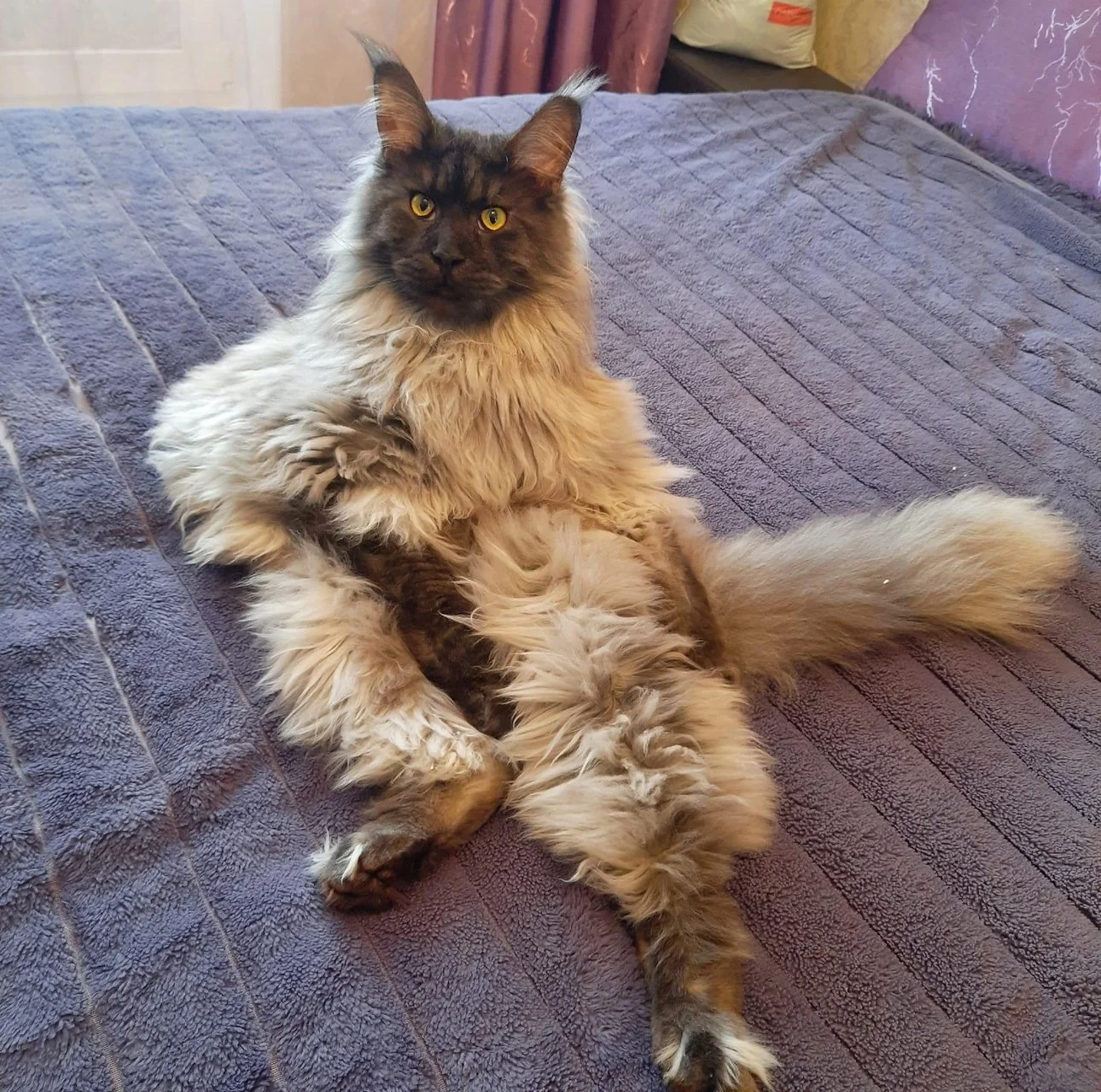 Maine Coon Kittens for Sale San Francisco Bay Area