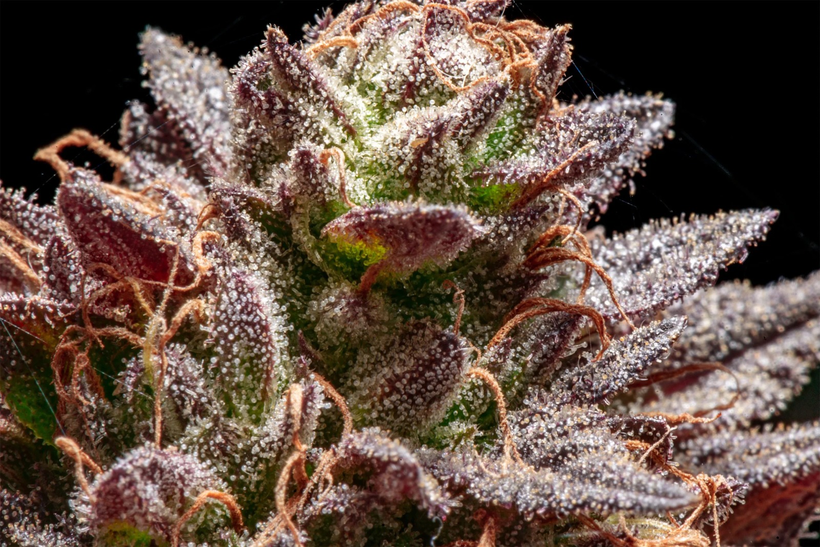Weed Valencia – Premium Weed Valencia | Clubs Cannabis Madrid