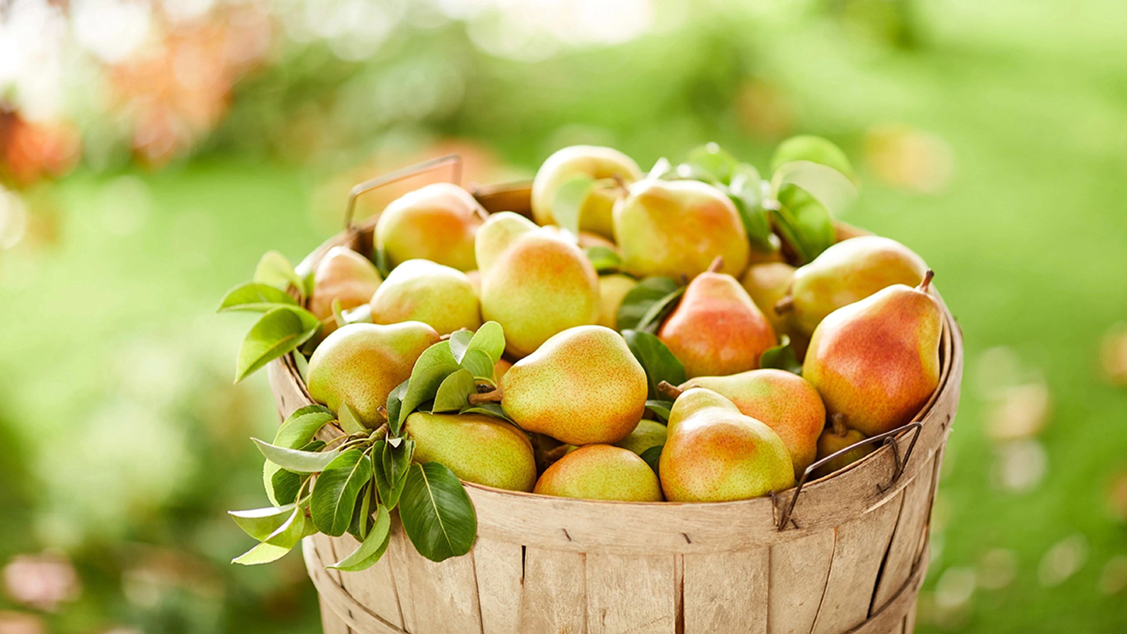 Food Assistance Programs Explained | The Free Food Project