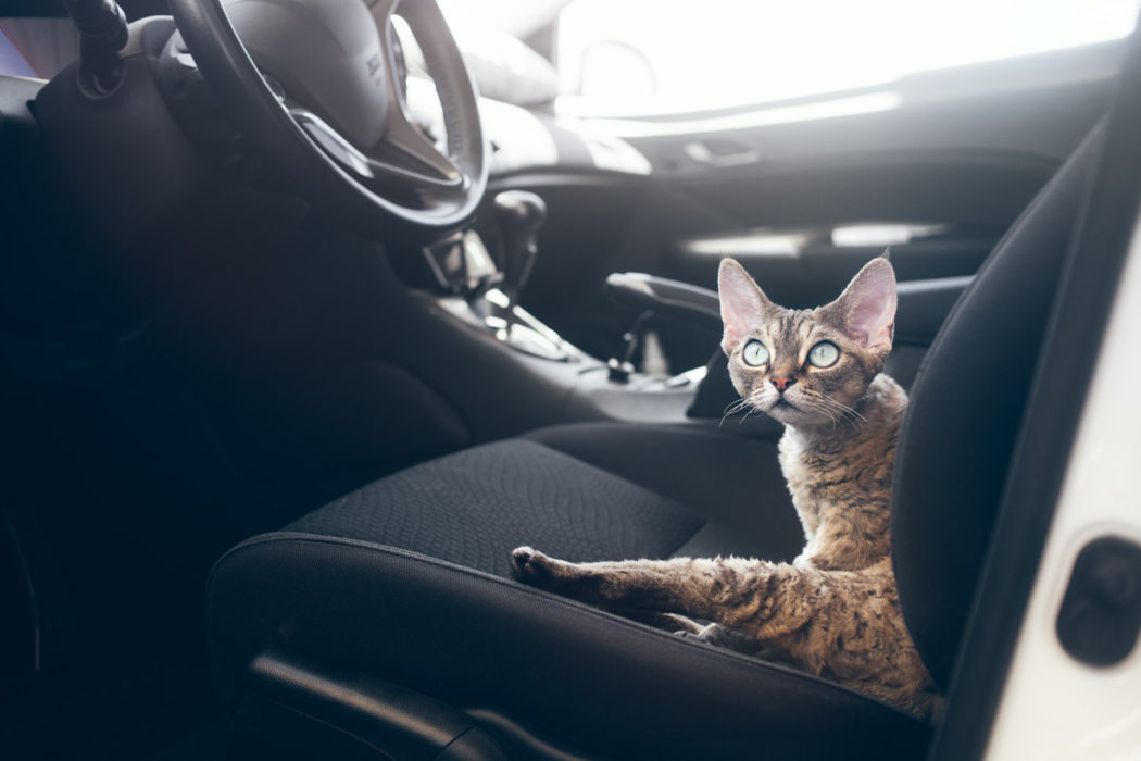Travel Smoothly with Vet Home Certs