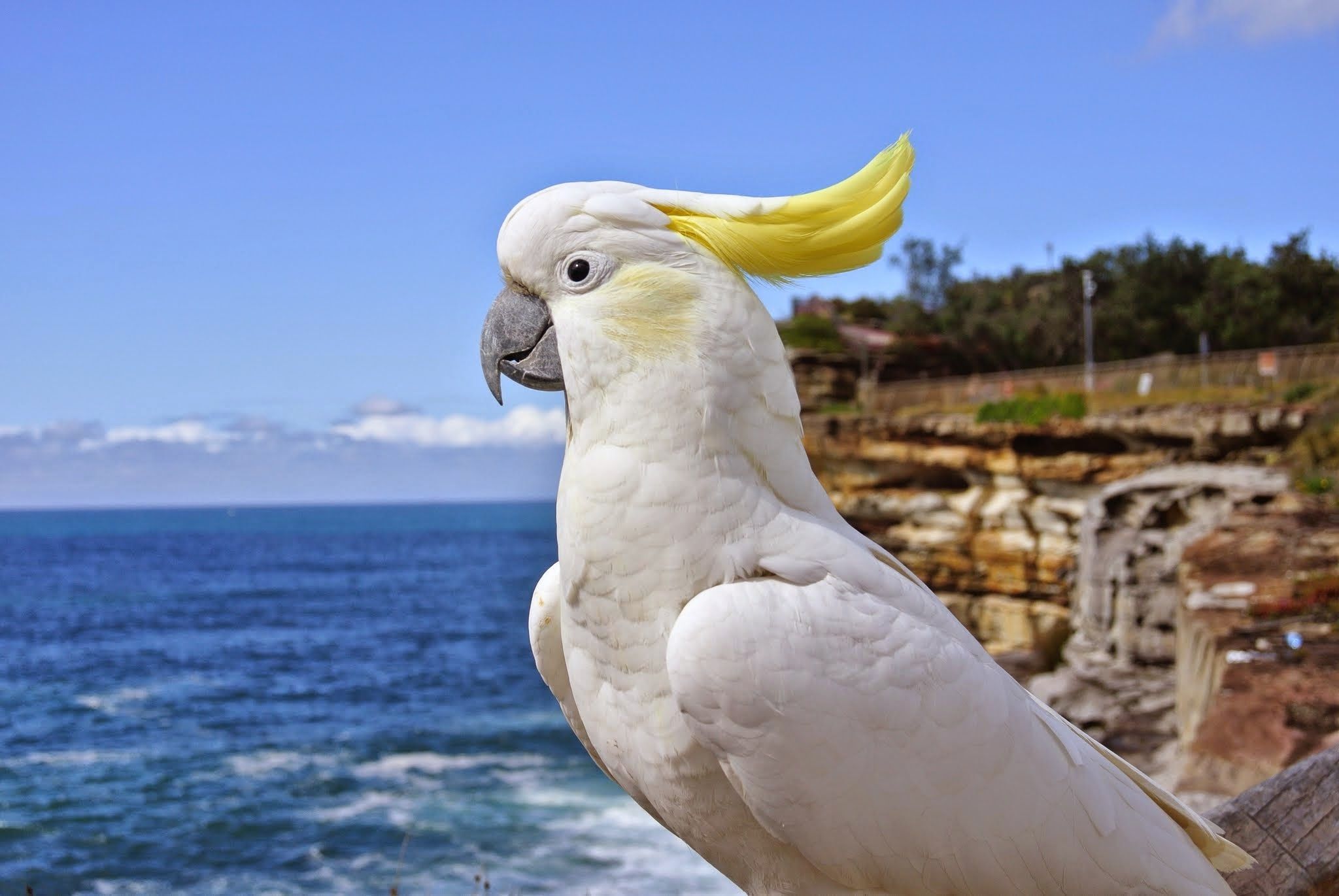 Parrot Breeder – Best Online Bird Supplier Amazing Birds Farm