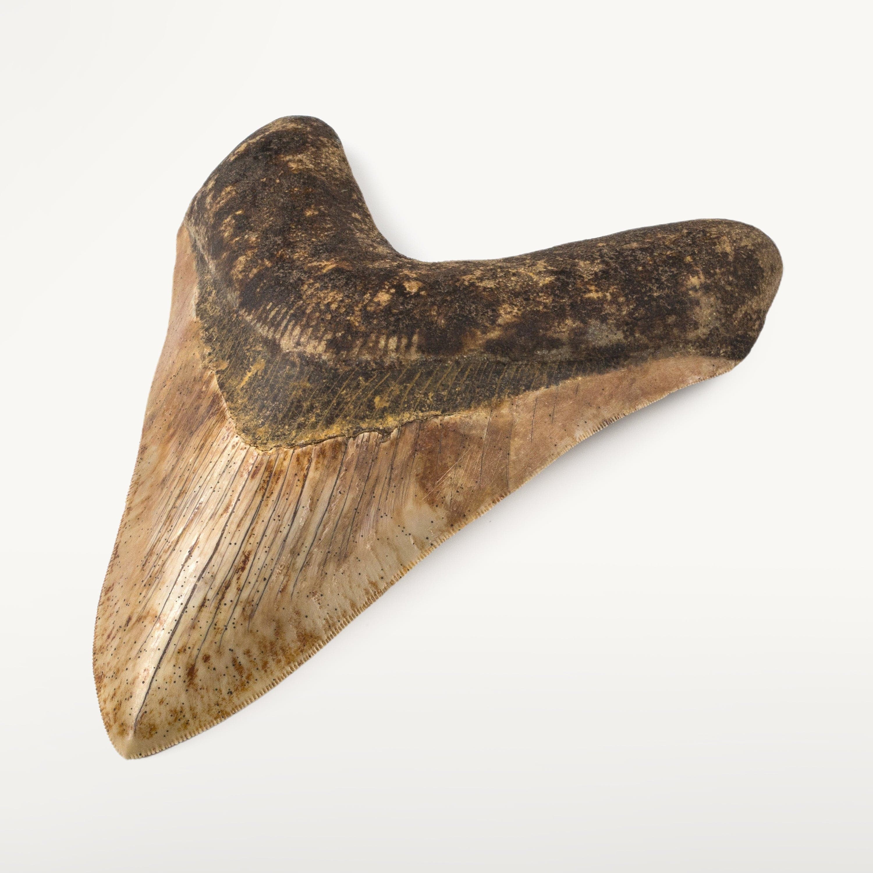 Display Ideas for Fossil Driven Fossil Shark Teeth in Your Home