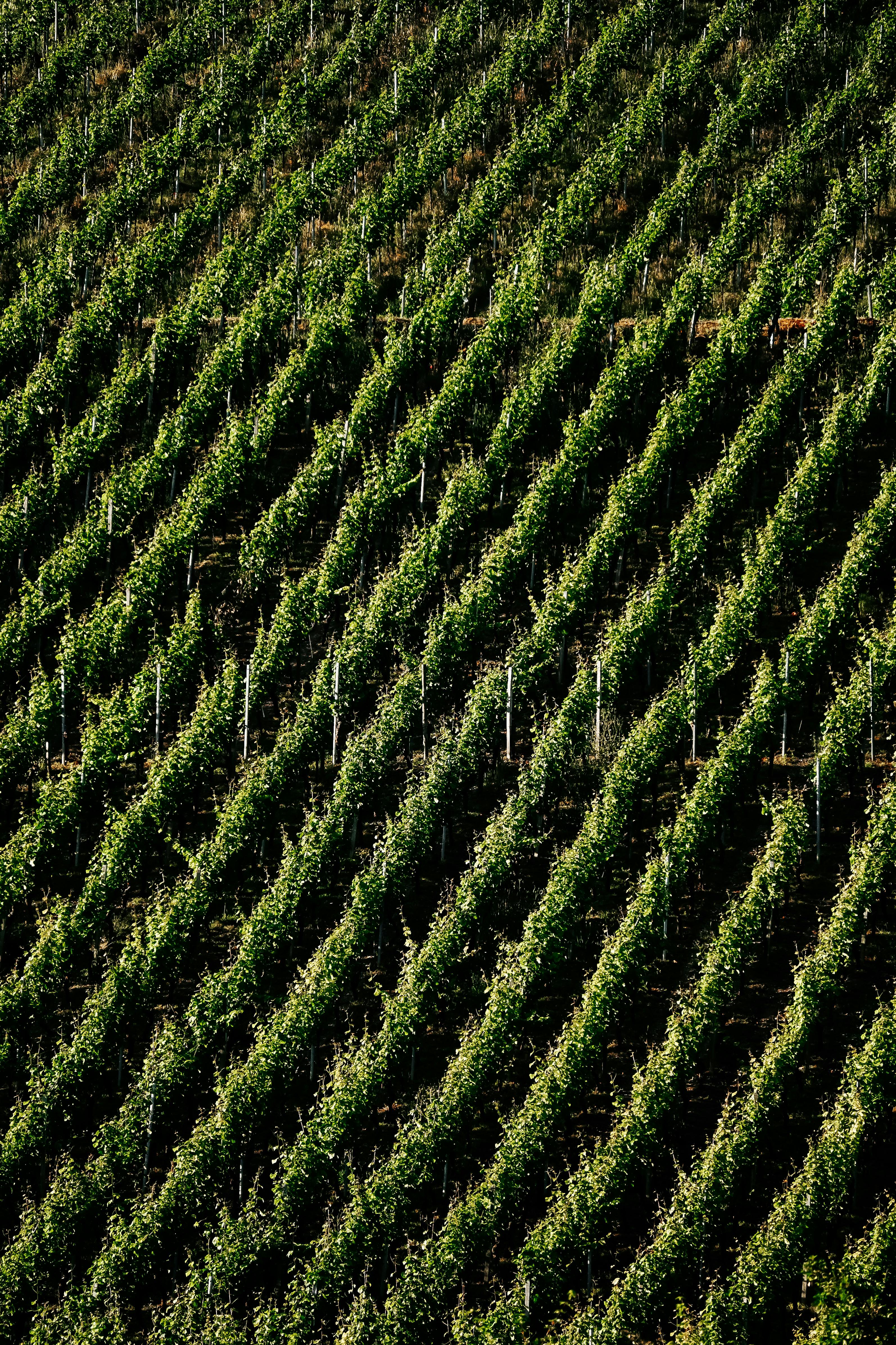 How to Plan a Perfect Celebration at a Winery Sacramento Venue