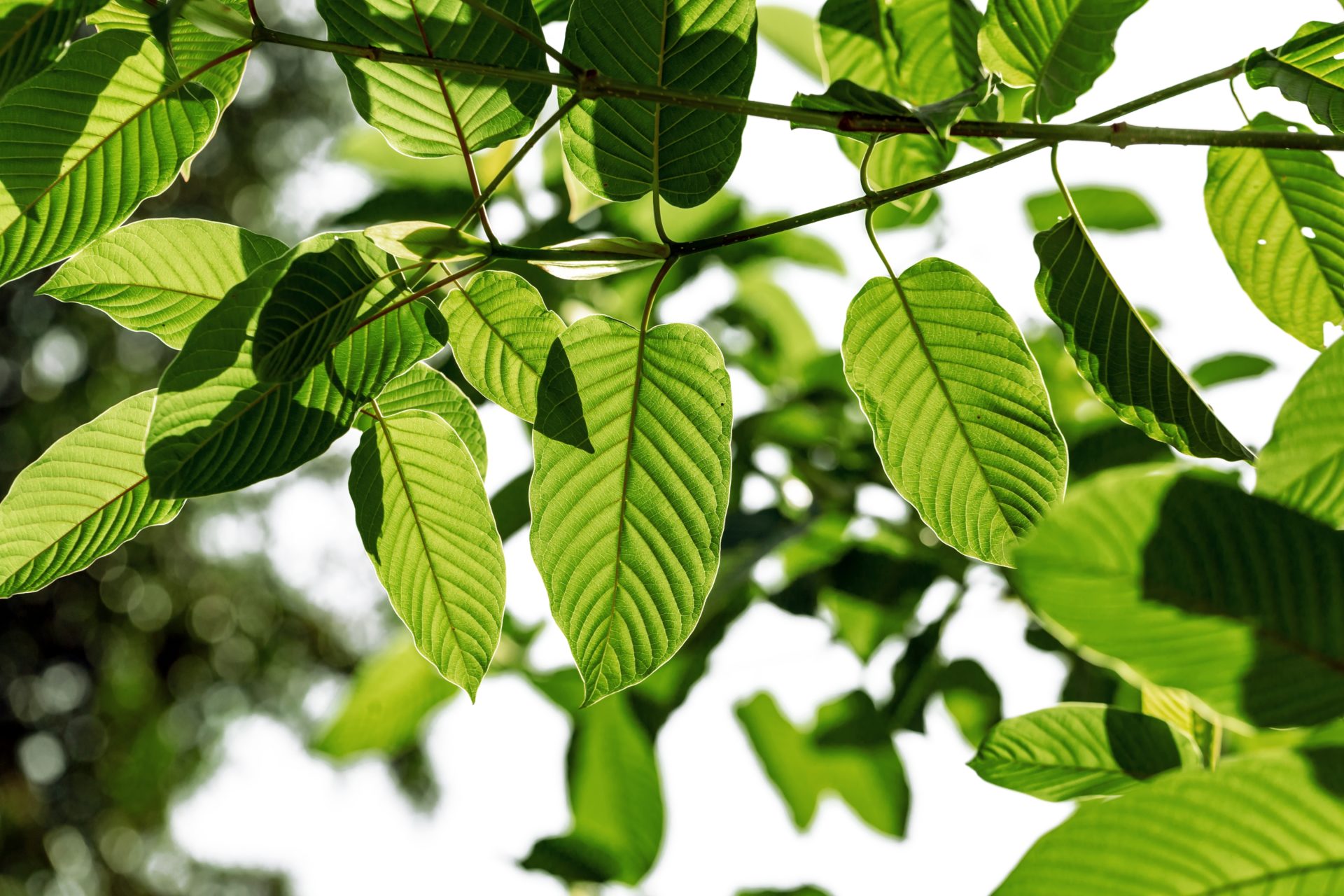 Kratom Thailand: Best Practices for Safe Use