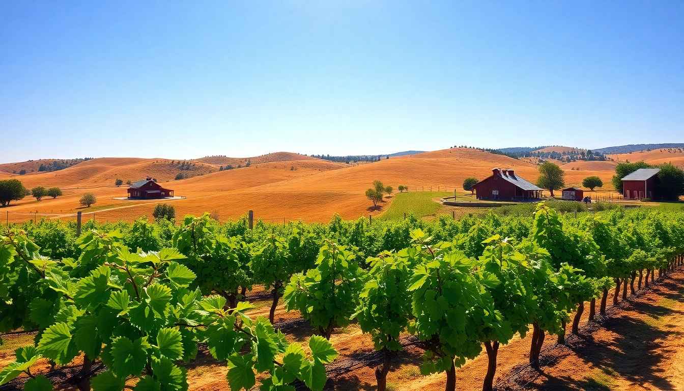 Clarksburg CA weather displays beautiful vineyard landscapes under clear skies.